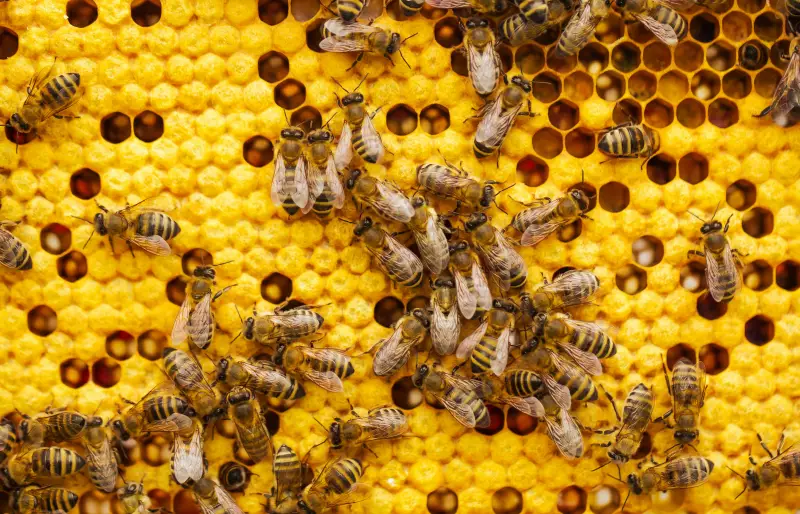 Bienen krabbeln auf einer Bienenwabe. Bienen krabbeln auf einer Bienenwabe.