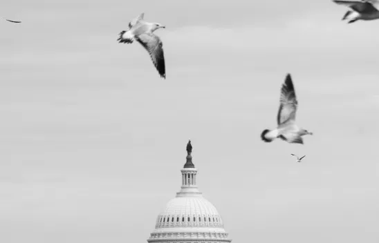 Ein Vogelschwarm fliegt über das Kapitol.