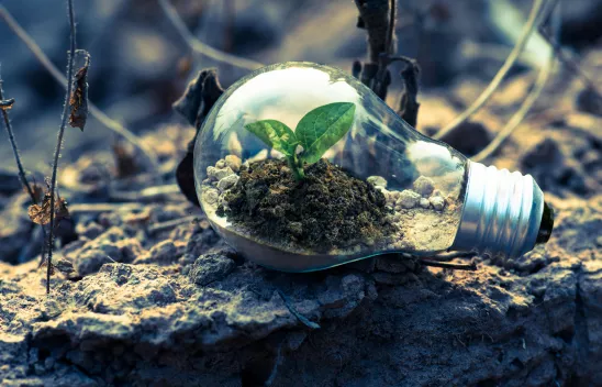 Eine Glühbirne liegt auf Erde. In der Glühbirne selbst wächst eine kleine grüne Pflanze Eine Glühbirne liegt auf Erde. In der Glühbirne selbst wächst eine kleine grüne Pflanze